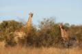 Antilop vadászat Namibiában
