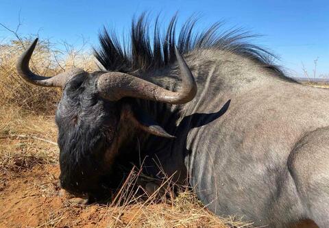 Namibiai antilop szafari szabad területen
