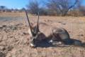 Namibiai antilop szafari szabad területen