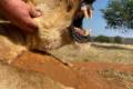 Hím oroszlán és krokodil vadászat Dél - Afrikában