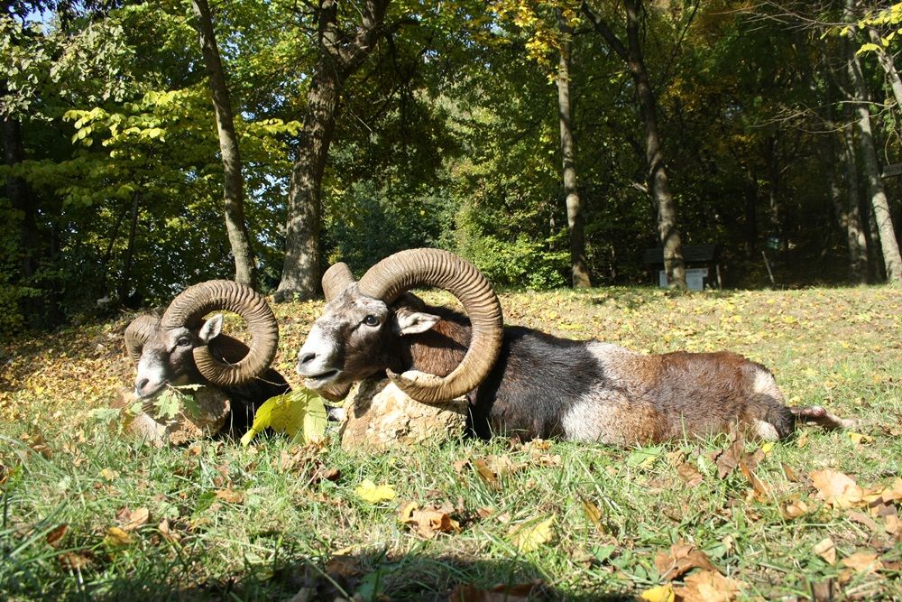 Muflon vadászat a Bakonyban