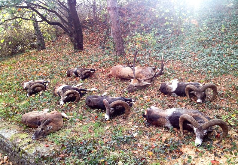 Muflon kos vadászat Észak-Magyarországon  (állami terület)